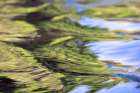 Water reflections behind small boat in the Pantanal region, Mato Grosso, Brazil, South America Art Print